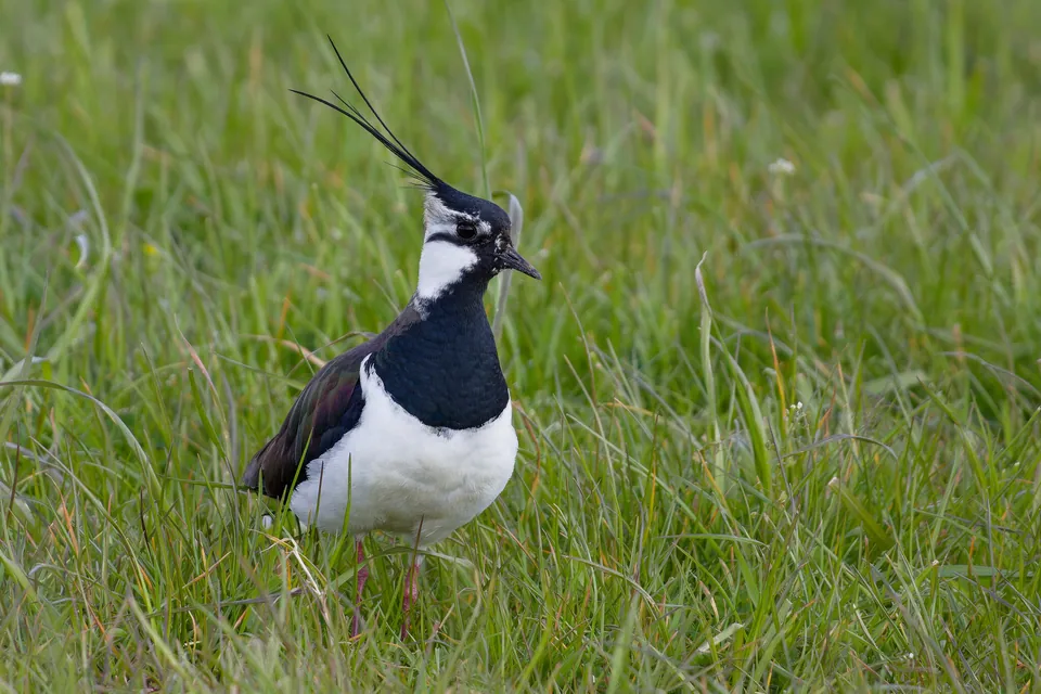 Kiebitz (Vanellus vanellus) — Aufnahme 3 aufgenommen in Papatowai 9586, New Zealand, mit Informationen zu Merkmalen und Verbreitung