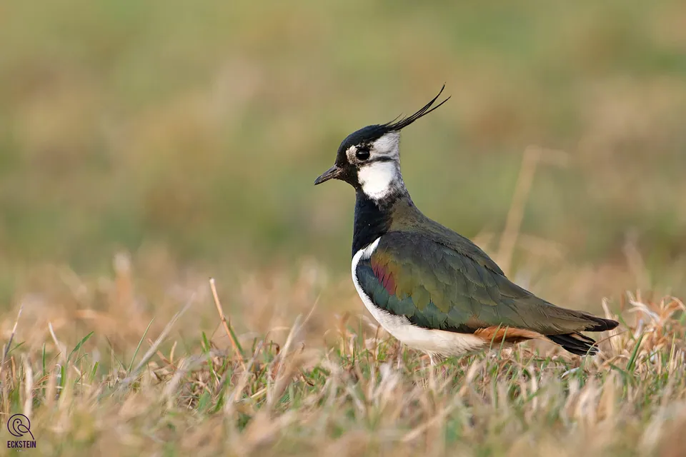Kiebitz (Vanellus vanellus) erkennen — Foto, Gesang und Steckbrief der Vogelart aufgenommen in Williamson County, TX