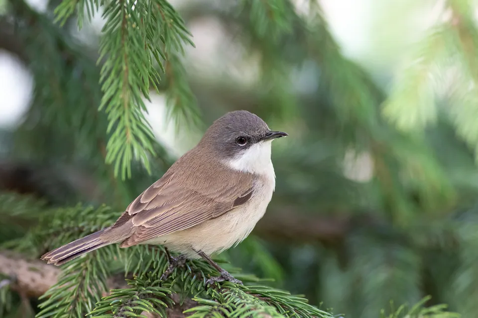 Klappergrasmücke (Curruca curruca) erkennen — Foto, Gesang und Steckbrief der Vogelart aufgenommen in Ustroń, Polska