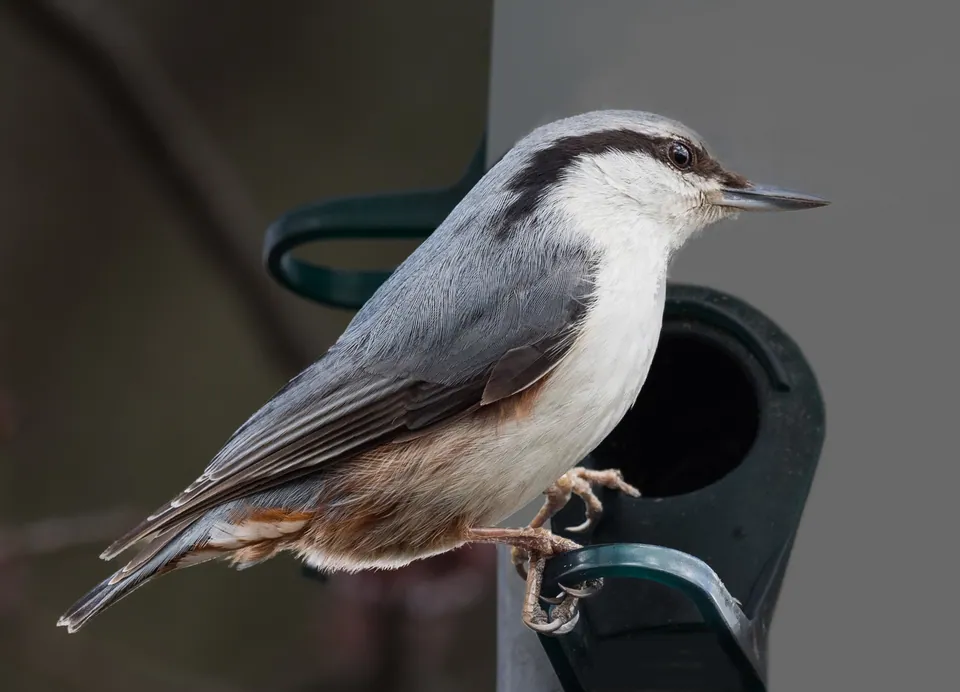 Kleiber (Sitta europaea) — Aufnahme 2 aufgenommen in Limestone County, AL, USA, mit Informationen zu Merkmalen und Verbreitung