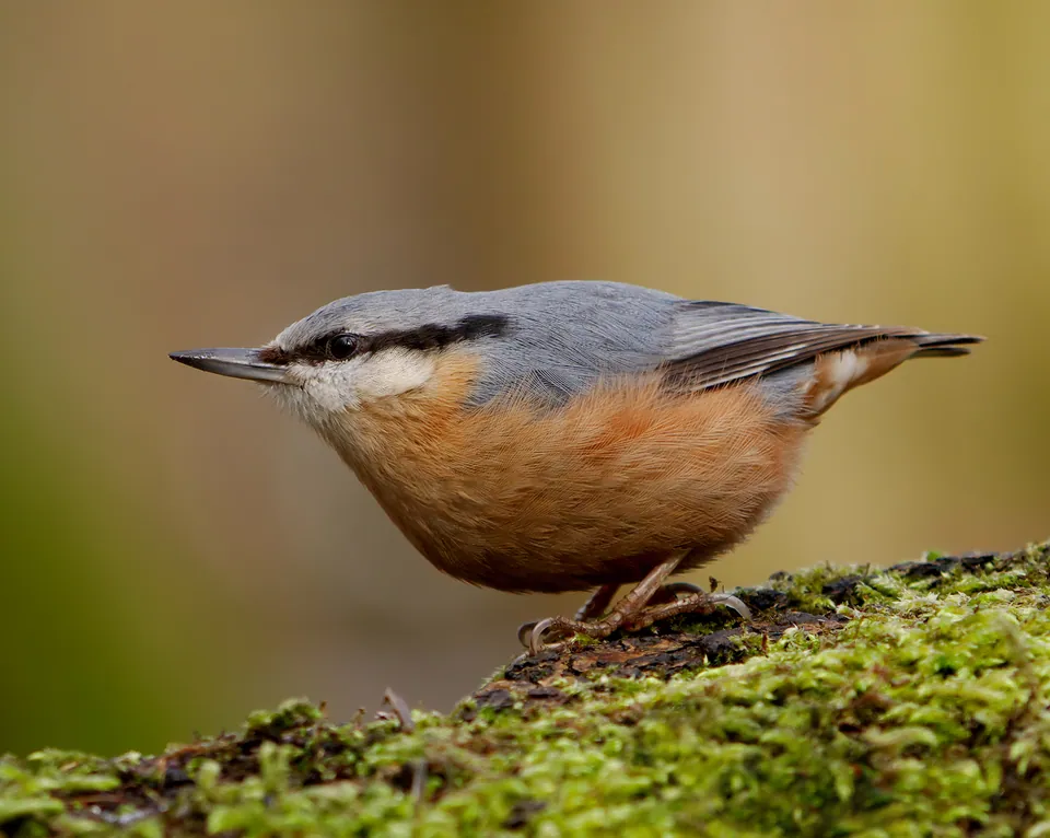 Kleiber (Sitta europaea) erkennen — Foto, Gesang und Steckbrief der Vogelart aufgenommen in E Golden Oaks Dr, Fayetteville, AR, US