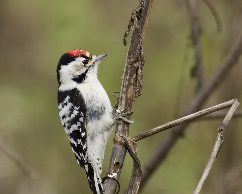 Kleinspecht (Dryobates minor) erkennen — Foto, Gesang und Steckbrief der Vogelart aufgenommen in Universidade Federal do, Gurupi - TO, Brasil
