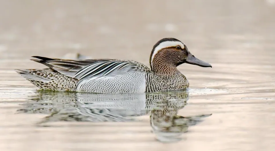 Knäkente (Spatula querquedula) erkennen — Foto, Gesang und Steckbrief der Vogelart aufgenommen in Eagle Creek, Speedway, IN, USA