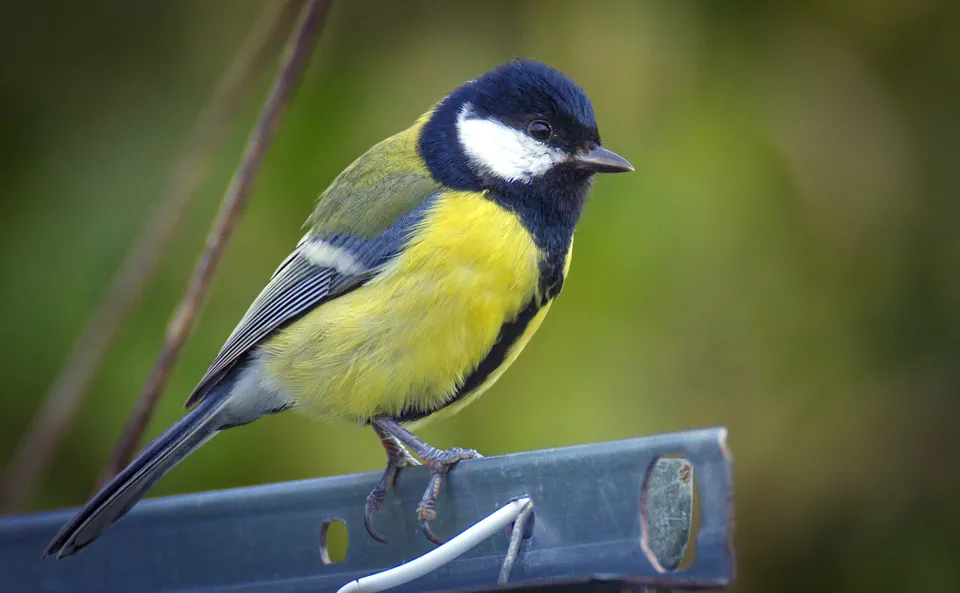 Kohlmeise (Parus major) — Aufnahme 2 aufgenommen in Alafaya, FL 32826, USA, mit Informationen zu Merkmalen und Verbreitung