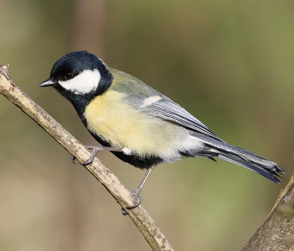 Kohlmeise (Parus major) — Aufnahme 3 aufgenommen in Merrill, WI 54452, USA, mit Informationen zu Merkmalen und Verbreitung