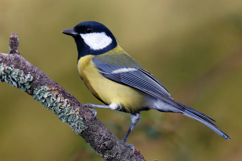 Kohlmeise (Parus major) erkennen — Foto, Gesang und Steckbrief der Vogelart aufgenommen in White Head, NB E5G 1K1, Canada