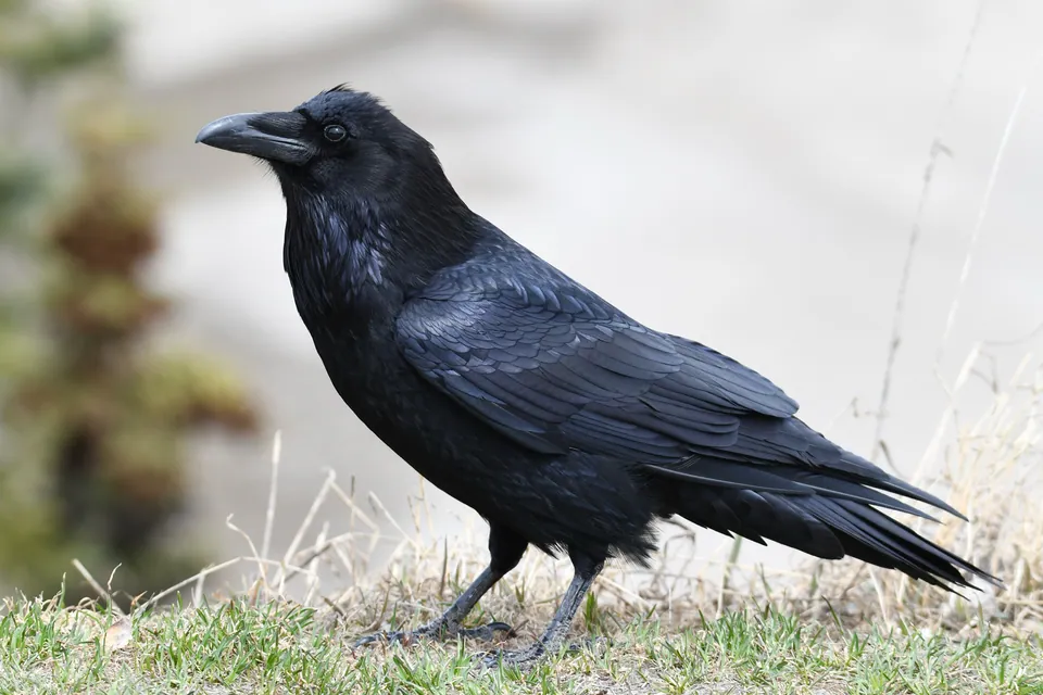 Kolkrabe (Corvus corax) — Aufnahme 2 aufgenommen in Jupiter Wildlife Centre, Grangemouth, Scotland, GB, mit Informationen zu Merkmalen und Verbreitung