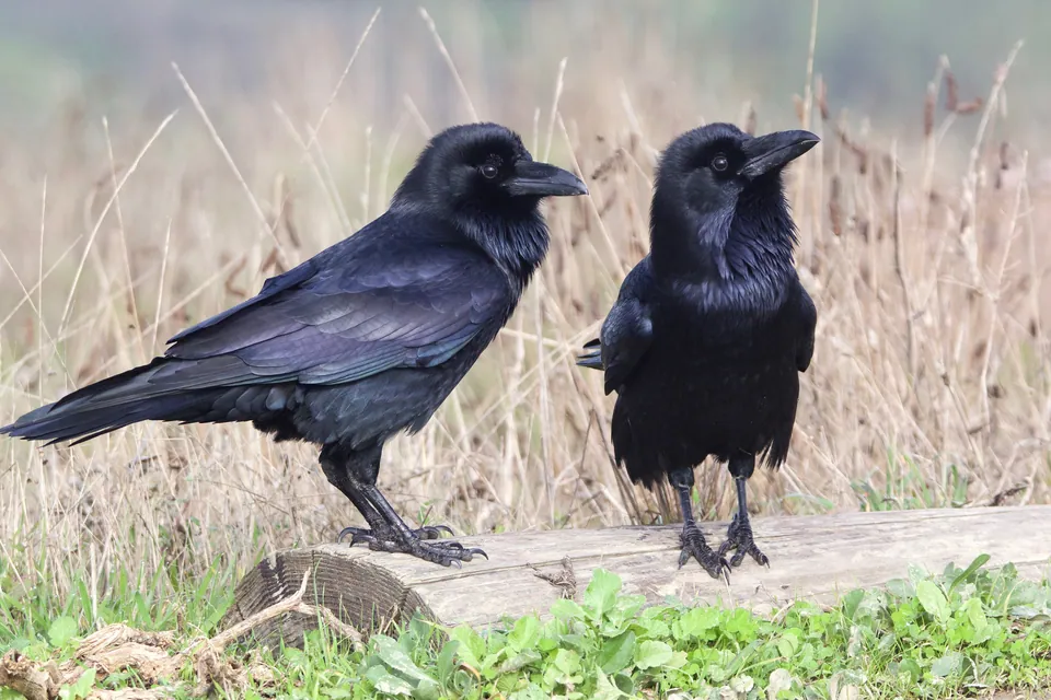 Kolkrabe (Corvus corax) — Aufnahme 3 aufgenommen in Vila Real (UTAD), 5000-703 Vila Real, Portugal, mit Informationen zu Merkmalen und Verbreitung