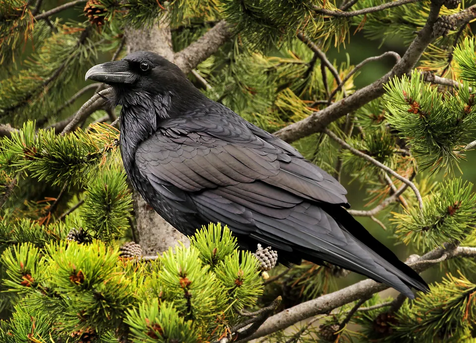 Kolkrabe (Corvus corax) erkennen — Foto, Gesang und Steckbrief der Vogelart aufgenommen in Aurora Business Park, AB T3K, Canada