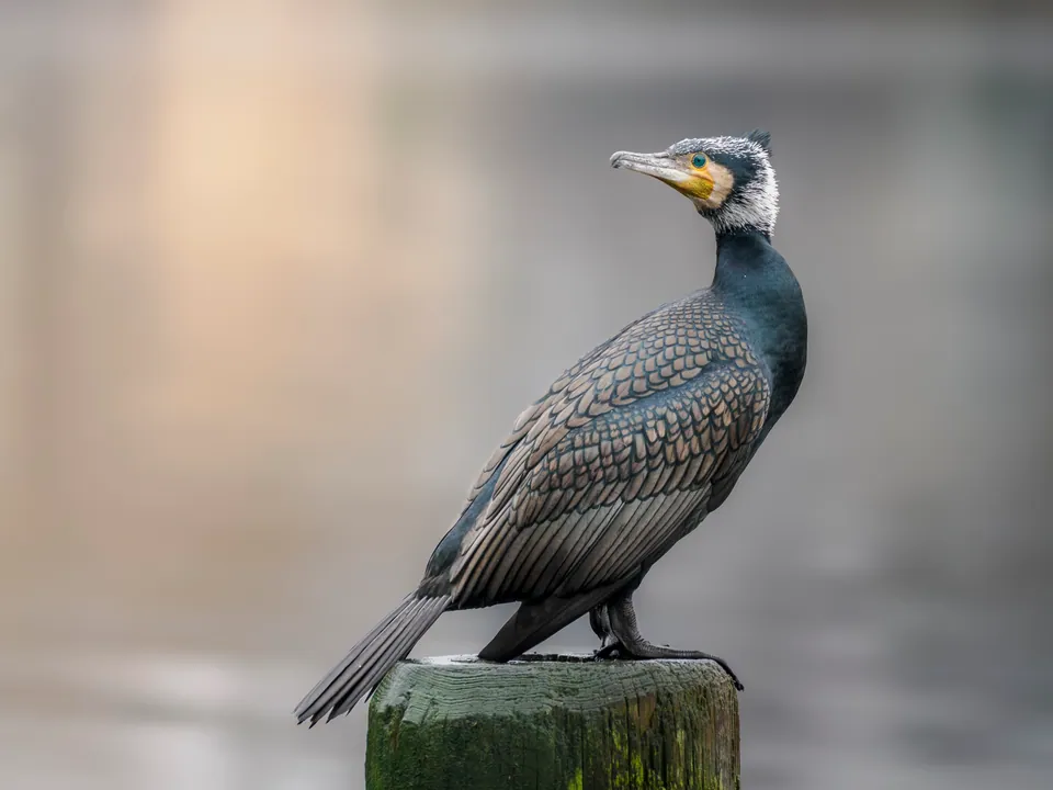 Kormoran (Phalacrocorax carbo) — Aufnahme 2 aufgenommen in Outside the hotel near mature Pseudobombax trees, Olas Verdes property, mit Informationen zu Merkmalen und Verbreitung