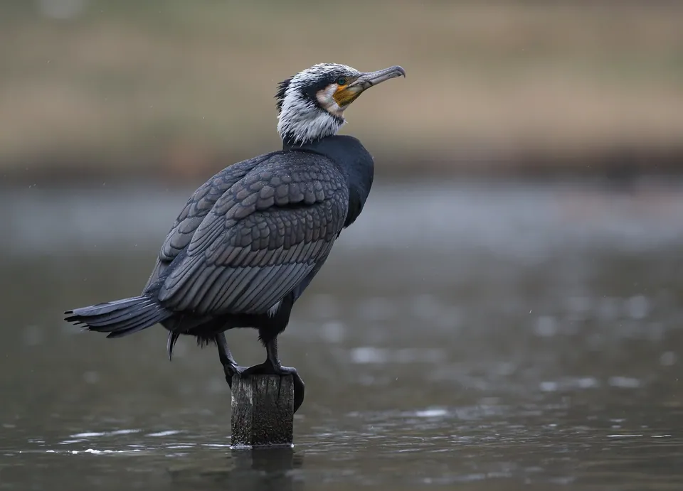 Kormoran (Phalacrocorax carbo) — Aufnahme 3 aufgenommen in Tommys Bruch Quai 1, 1329 Weimerskirch Luxemburg, Luxembourg, mit Informationen zu Merkmalen und Verbreitung