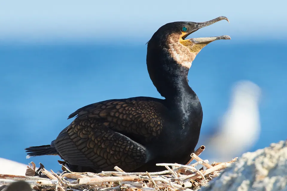 Kormoran (Phalacrocorax carbo) erkennen — Foto, Gesang und Steckbrief der Vogelart aufgenommen in Mecklenburg County, NC, USA