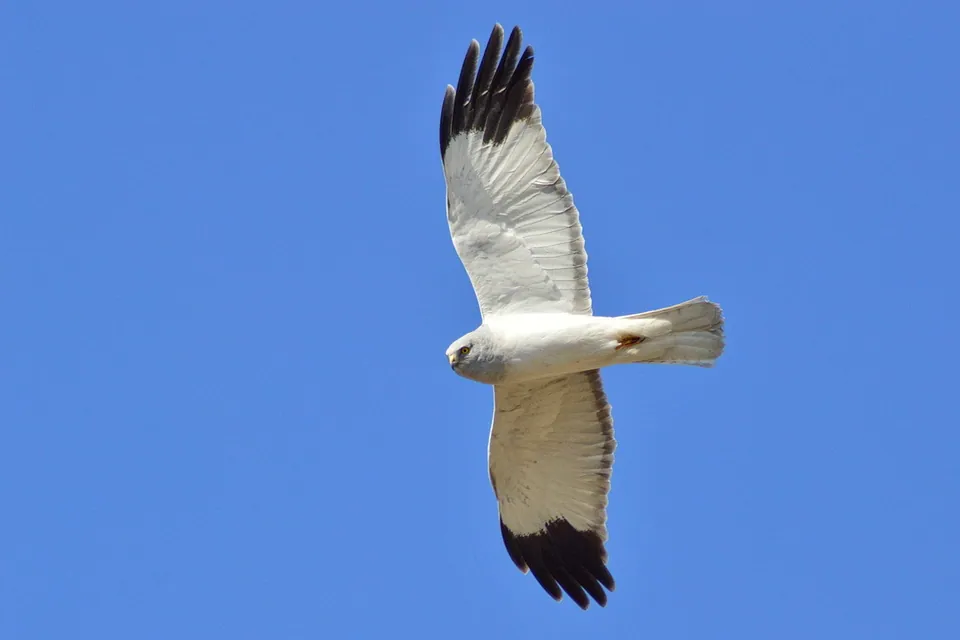 Kornweihe (Circus cyaneus) erkennen — Foto, Gesang und Steckbrief der Vogelart aufgenommen in Cockermouth, England, GB