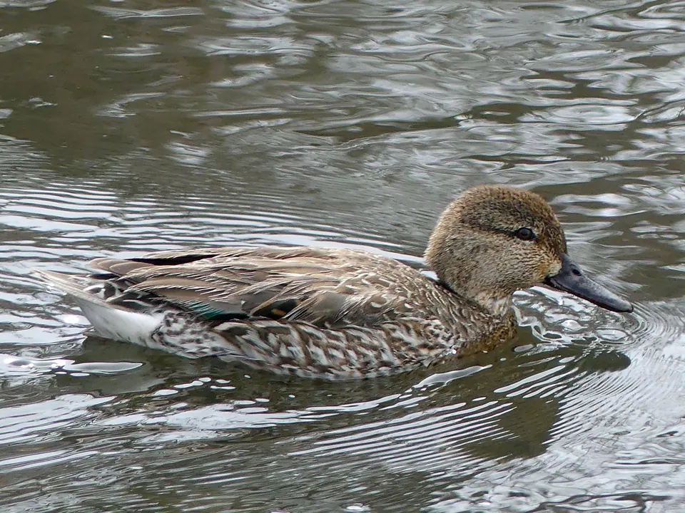 Krickente (Anas crecca) erkennen — Foto, Gesang und Steckbrief der Vogelart aufgenommen in Alabama, US