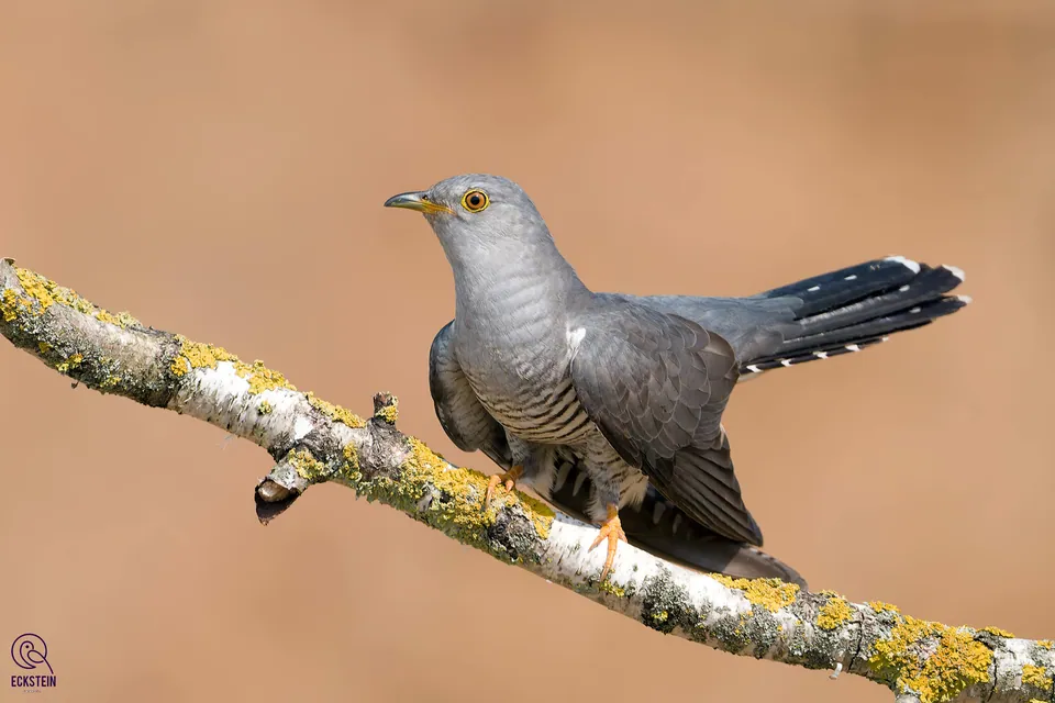 Kuckuck (Cuculus canorus) — Aufnahme 2, mit Informationen zu Merkmalen und Verbreitung