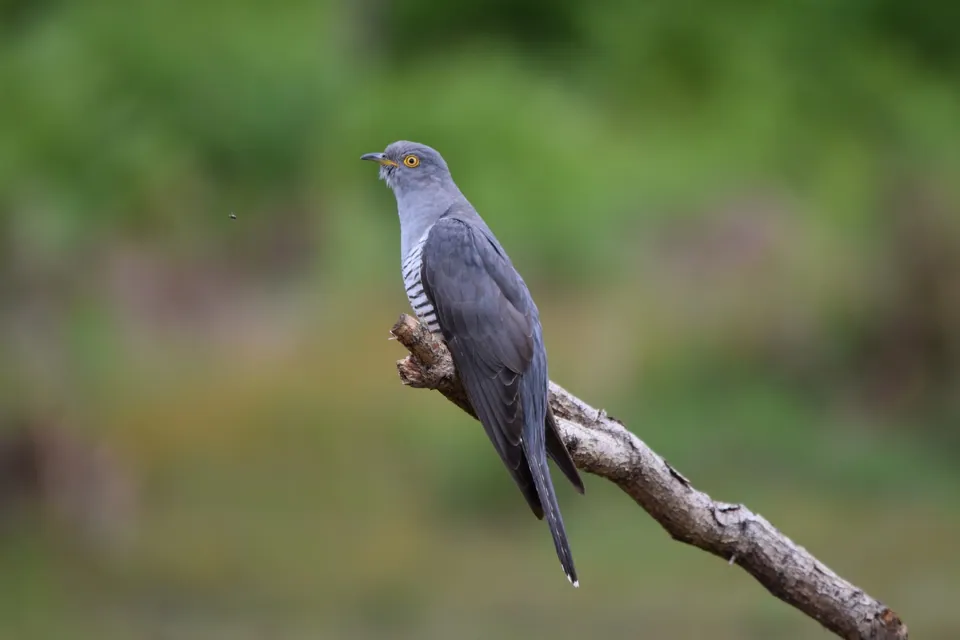 Kuckuck (Cuculus canorus) — Aufnahme 3 aufgenommen in Caledonia, NY, US, mit Informationen zu Merkmalen und Verbreitung