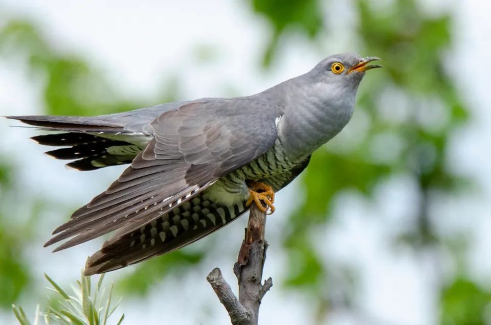 Kuckuck (Cuculus canorus) erkennen — Foto, Gesang und Steckbrief der Vogelart aufgenommen in Kurzeggerweg, Graz, Steiermark, AT