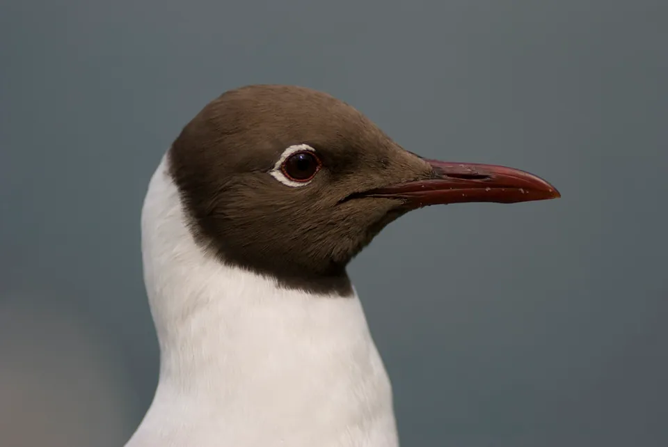 Lachmöwe (Chroicocephalus ridibundus) — Aufnahme 2 aufgenommen in 2715-311 Almargem do Bpo., Portugal, mit Informationen zu Merkmalen und Verbreitung