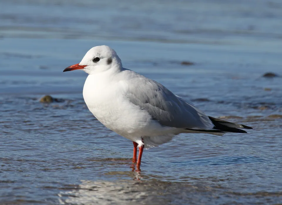 Lachmöwe (Chroicocephalus ridibundus) — Aufnahme 3 aufgenommen in 3F2G+5F, Kurland, South Africa, mit Informationen zu Merkmalen und Verbreitung