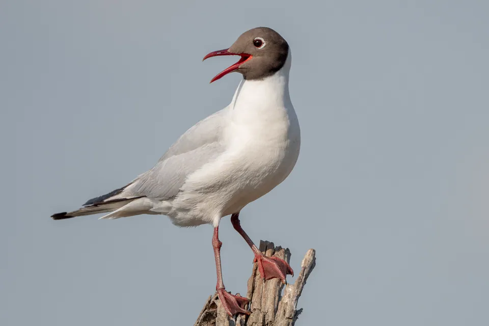 Lachmöwe (Chroicocephalus ridibundus) erkennen — Foto, Gesang und Steckbrief der Vogelart aufgenommen in 35404, Baćin Dol, Hrvatska
