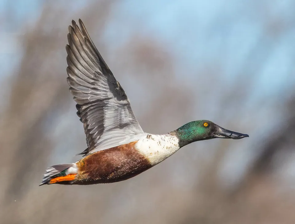 Löffelente (Spatula clypeata) erkennen — Foto, Gesang und Steckbrief der Vogelart aufgenommen in Hendricks County, IN, USA