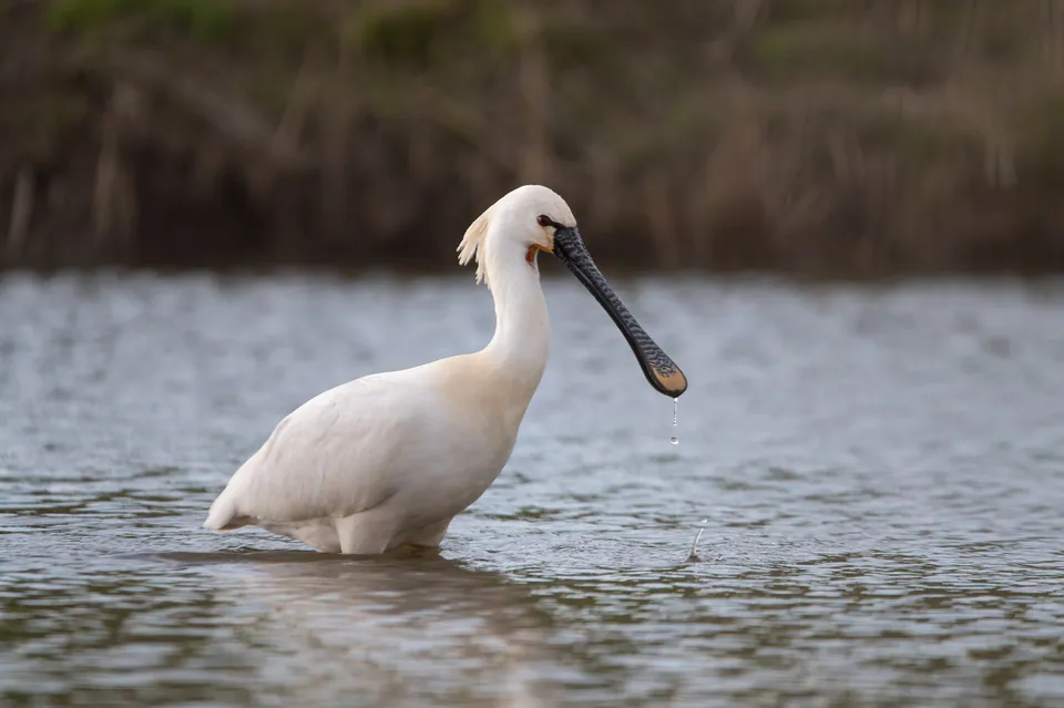 Löffler (Platalea leucorodia) — Aufnahme 2 aufgenommen in Oshikoto, Namibia, mit Informationen zu Merkmalen und Verbreitung