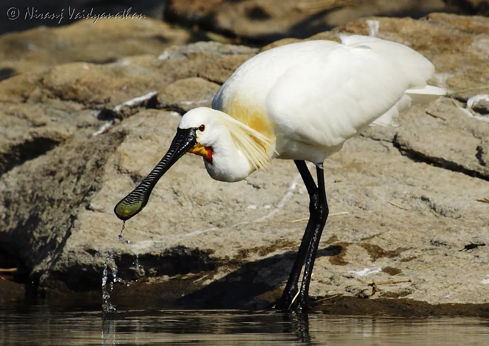 Löffler (Platalea leucorodia) erkennen — Foto, Gesang und Steckbrief der Vogelart aufgenommen in д.Черное, Балашиха, Московская область, ул. Агрогородок, 79, Балашиха, Московская обл., Россия, 143921