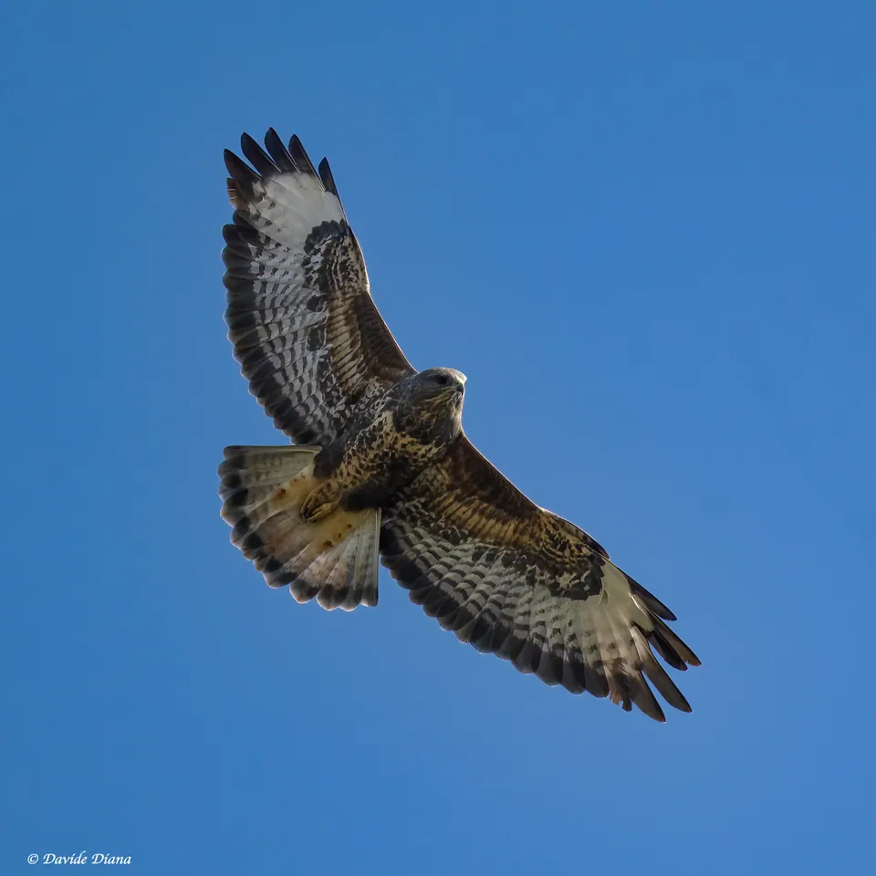 Mäusebussard (Buteo buteo) — Aufnahme 2 aufgenommen in 1210 Wien, Österreich, mit Informationen zu Merkmalen und Verbreitung