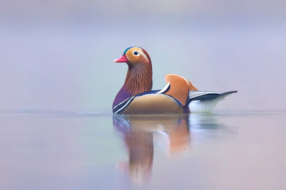 Mandarinente (Aix galericulata) — Aufnahme 3 aufgenommen in Умань, mit Informationen zu Merkmalen und Verbreitung