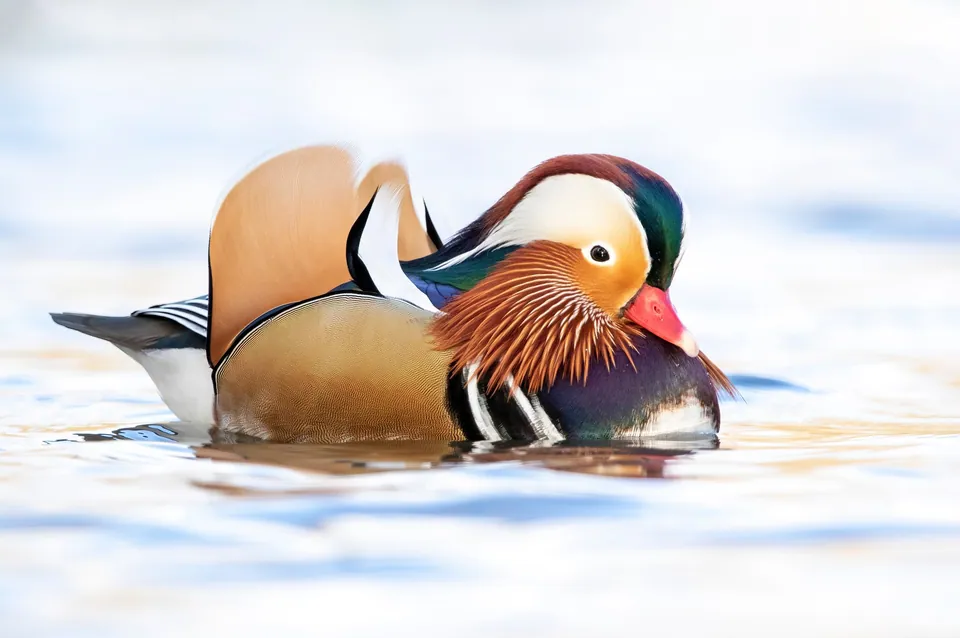 Mandarinente (Aix galericulata) erkennen — Foto, Gesang und Steckbrief der Vogelart aufgenommen in Scott County, US-AR, US