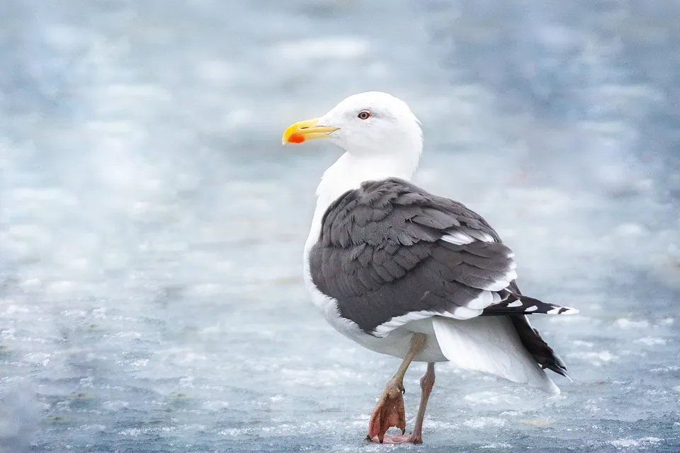 Mantelmöwe (Larus marinus) — Aufnahme 2 aufgenommen in The Paton Center for Hummingbirds, Patagônia, AZ, US, mit Informationen zu Merkmalen und Verbreitung