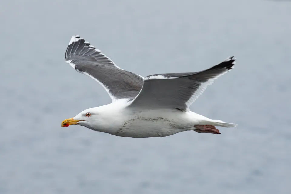 Mantelmöwe (Larus marinus) — Aufnahme 3 aufgenommen in GG2R+RW, Киев, Украина, 02000, mit Informationen zu Merkmalen und Verbreitung