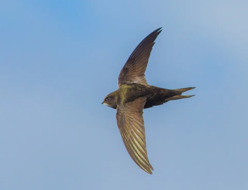 Mauersegler (Apus apus) erkennen — Foto, Gesang und Steckbrief der Vogelart aufgenommen in Shreveport, LA 71104, USA