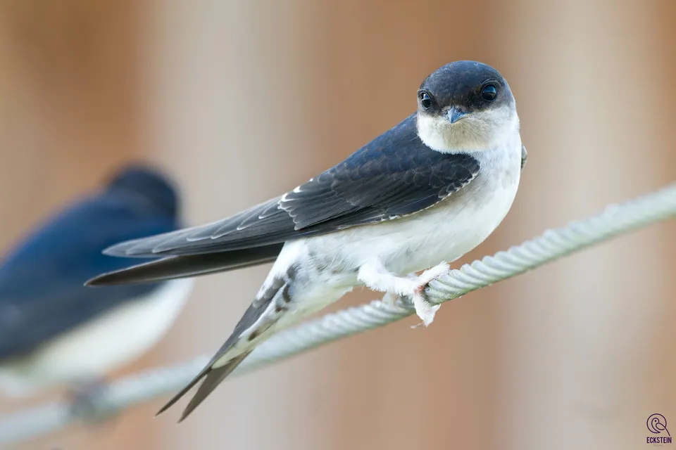 Mehlschwalbe (Delichon urbicum) — Aufnahme 2 aufgenommen in Consett South, Consett, England, GB, mit Informationen zu Merkmalen und Verbreitung