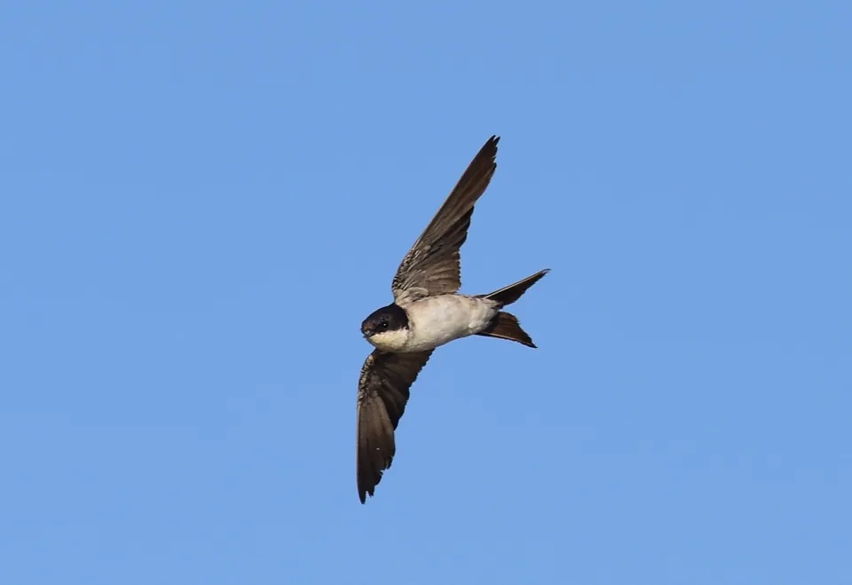 Mehlschwalbe (Delichon urbicum) — Aufnahme 3 aufgenommen in SE Webster & Molt St, Oatfield, OR 97267, USA, mit Informationen zu Merkmalen und Verbreitung