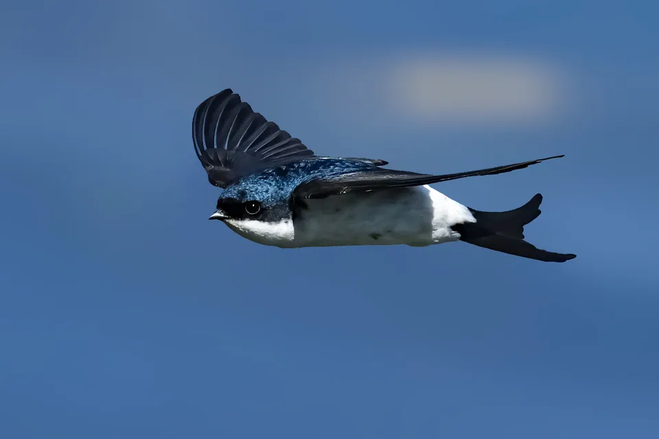 Mehlschwalbe (Delichon urbicum) erkennen — Foto, Gesang und Steckbrief der Vogelart