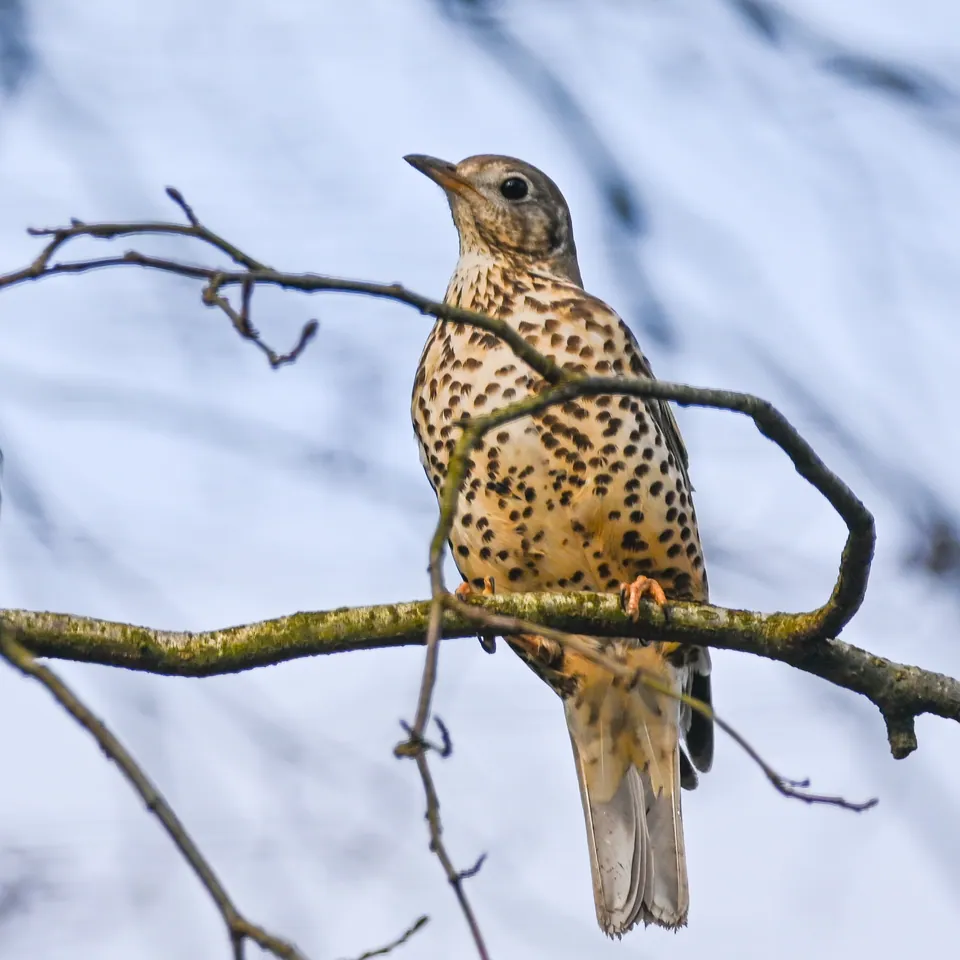 Misteldrossel (Turdus viscivorus) — Aufnahme 2 aufgenommen in Medjana, Algérie, mit Informationen zu Merkmalen und Verbreitung