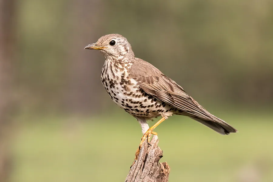 Misteldrossel (Turdus viscivorus) erkennen — Foto, Gesang und Steckbrief der Vogelart aufgenommen in Deschutes County, US-OR, US