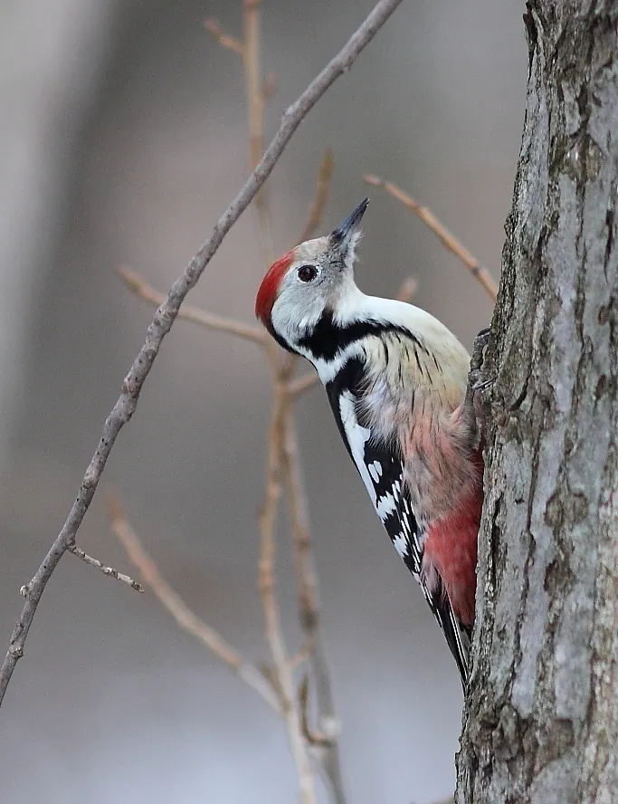 Mittelspecht (Dendrocoptes medius) — Aufnahme 2 aufgenommen in Laurel Dr, Lincoln, MA, US, mit Informationen zu Merkmalen und Verbreitung