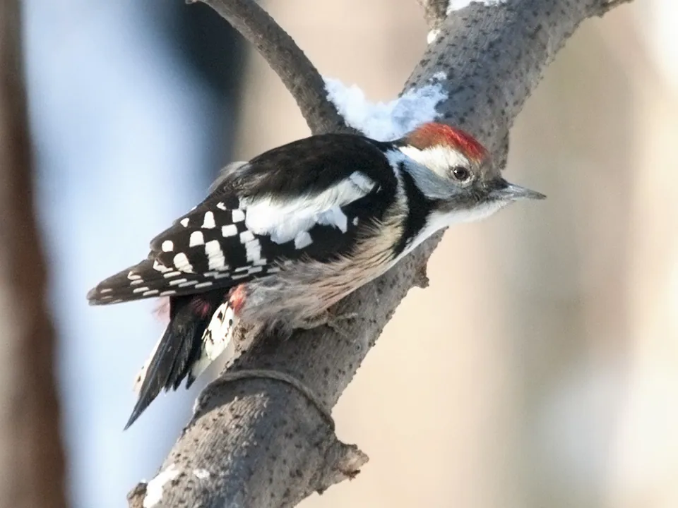 Mittelspecht (Dendrocoptes medius) — Aufnahme 3 aufgenommen in Moody, TX, US, mit Informationen zu Merkmalen und Verbreitung