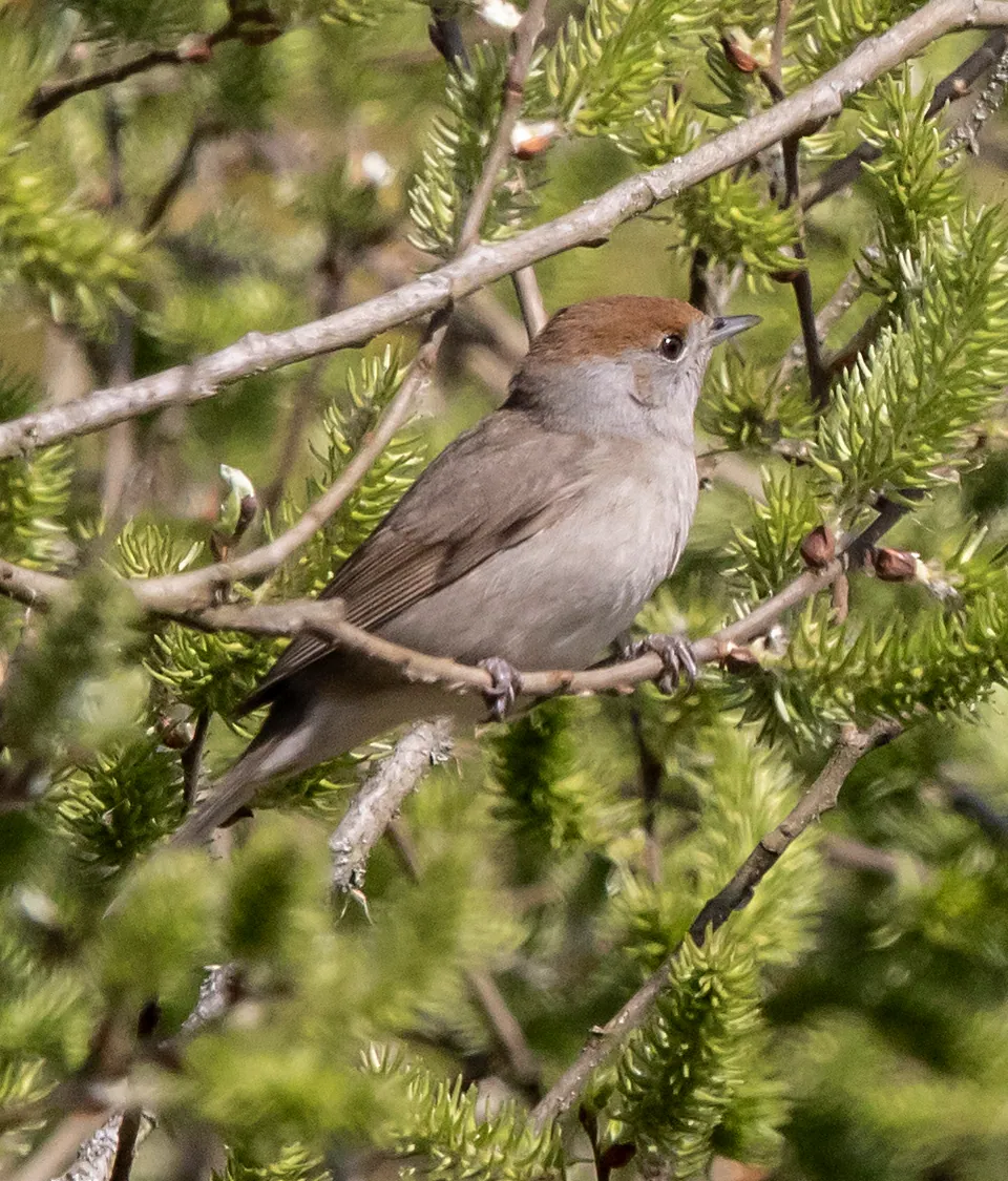 Mönchsgrasmücke (Sylvia atricapilla) — Aufnahme 2 aufgenommen in Carretera la Marañosa, Pinto, Madrid, ES, mit Informationen zu Merkmalen und Verbreitung