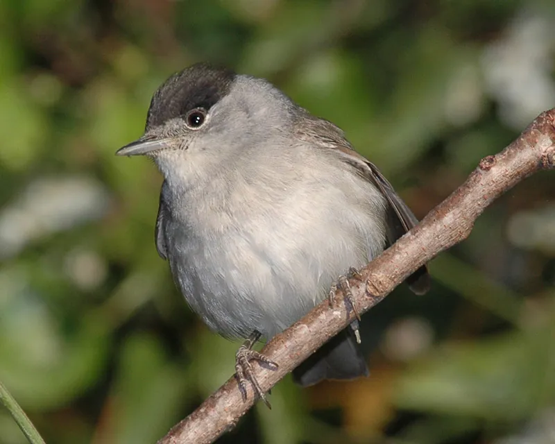 Mönchsgrasmücke (Sylvia atricapilla) — Aufnahme 3 aufgenommen in Medjana, Algérie, mit Informationen zu Merkmalen und Verbreitung