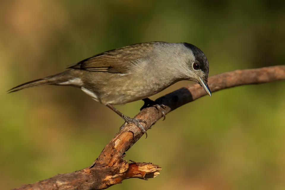 Mönchsgrasmücke (Sylvia atricapilla) erkennen — Foto, Gesang und Steckbrief der Vogelart aufgenommen in Klosterneuburg, 3400, Österreich