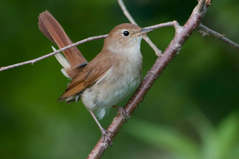 Nachtigall (Luscinia megarhynchos) erkennen — Foto, Gesang und Steckbrief der Vogelart aufgenommen in Keller, TX 76248, USA