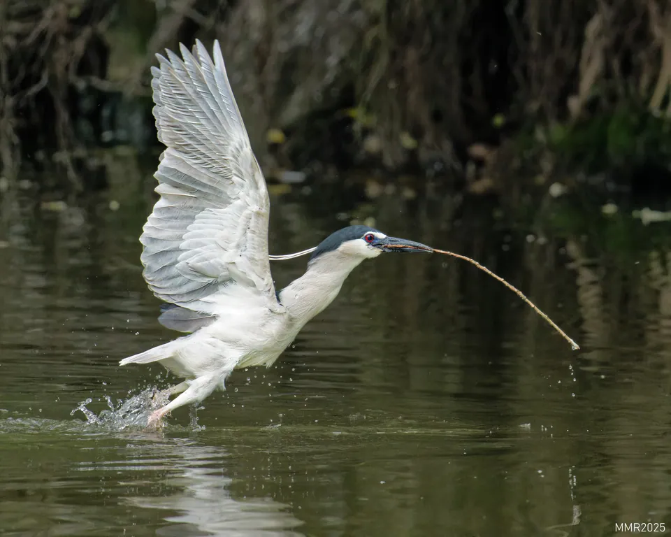 Nachtreiher (Nycticorax nycticorax) — Aufnahme 2 aufgenommen in Pipe Hill Ct, Baltimore, MD, US, mit Informationen zu Merkmalen und Verbreitung