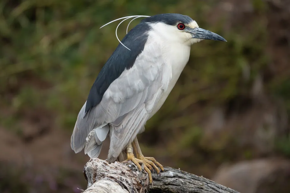 Nachtreiher (Nycticorax nycticorax) erkennen — Foto, Gesang und Steckbrief der Vogelart aufgenommen in California, US