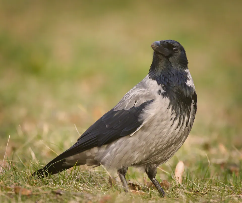 Nebelkrähe (Corvus cornix) — Aufnahme 2 aufgenommen in South Milwaukee, WI 53172, USA, mit Informationen zu Merkmalen und Verbreitung