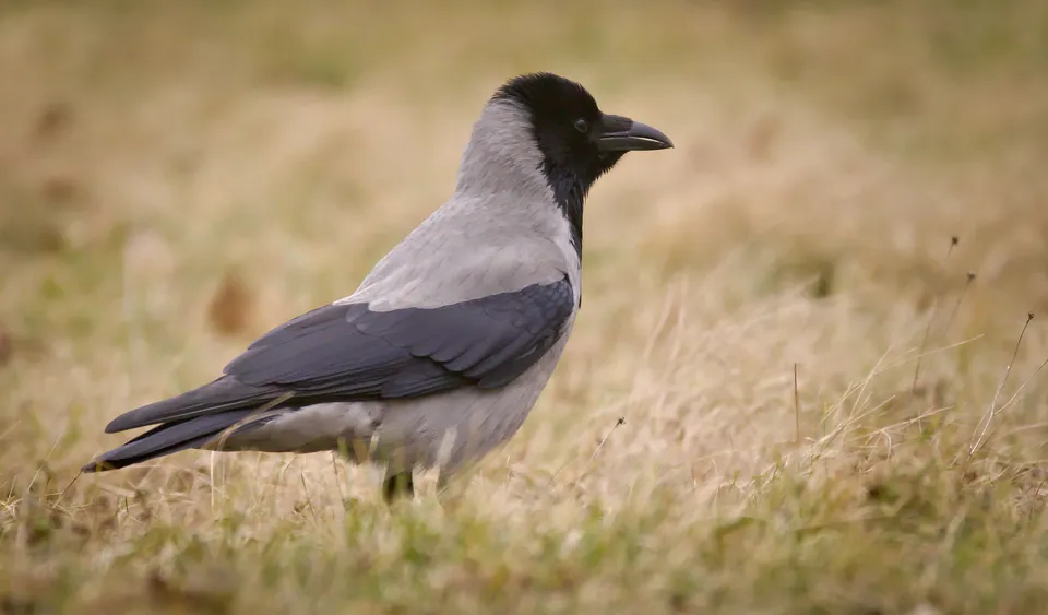 Nebelkrähe (Corvus cornix) — Aufnahme 3 aufgenommen in Waterville, NS B0P 1V0, Canada, mit Informationen zu Merkmalen und Verbreitung