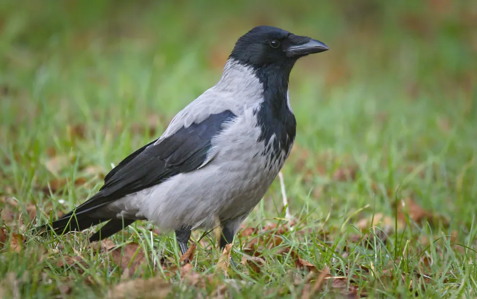 Nebelkrähe (Corvus cornix) erkennen — Foto, Gesang und Steckbrief der Vogelart aufgenommen in Westham Island, Delta, BC, CA