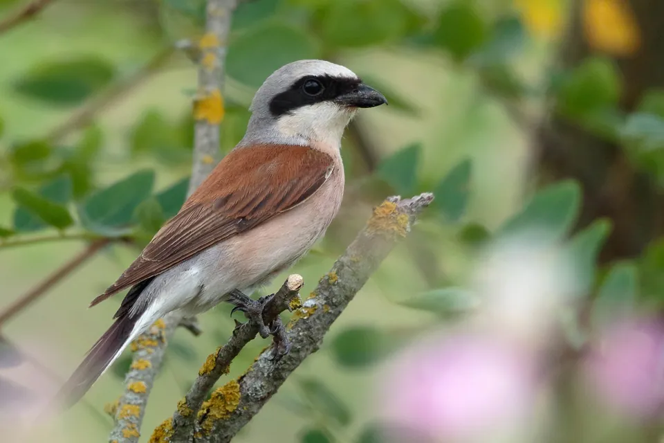 Neuntöter (Lanius collurio) — Aufnahme 2 aufgenommen in Saint-Denis, France, mit Informationen zu Merkmalen und Verbreitung